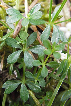 Galium saxatile \ Felsen-Labkraut, Harzer Labkraut / Heath Bedstraw, D Frankfurt Airport 15.6.2013