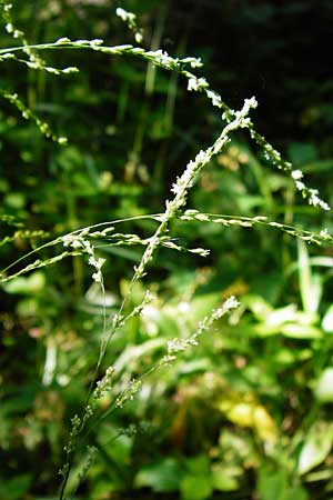 Glyceria striata \ Gestreifter Schwaden / Fowl Manna Grass, D Mannheim 7.6.2014