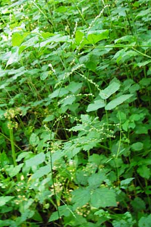 Glyceria striata \ Gestreifter Schwaden / Fowl Manna Grass, D Mannheim 7.6.2014