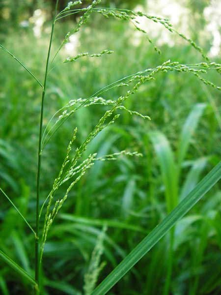 Glyceria striata \ Gestreifter Schwaden / Fowl Manna Grass, D Mannheim 7.6.2014