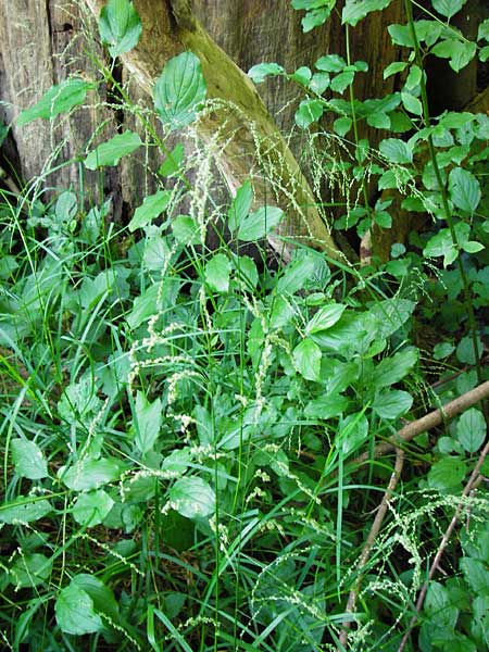 Glyceria striata \ Gestreifter Schwaden / Fowl Manna Grass, D Mannheim 7.6.2014