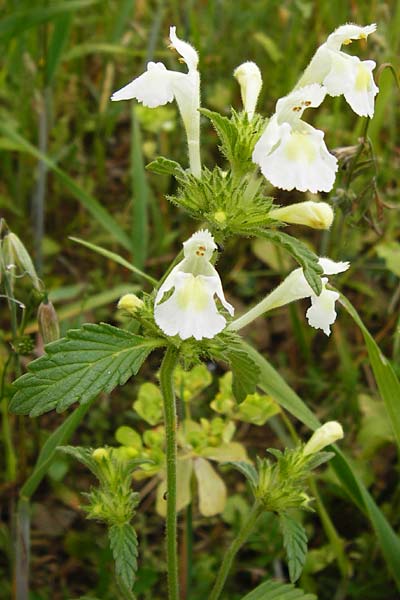 Galeopsis segetum \ Saat-Hohlzahn / Downy Hemp-Nettle, D Gladenbach 5.7.2014