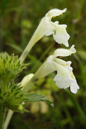 Galeopsis segetum \ Saat-Hohlzahn / Downy Hemp-Nettle, D Gladenbach 5.7.2014