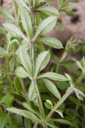 Galium spurium \ Kleinfrchtiges Kletten-Labkraut / False Cleavers, D Mannheim 28.9.2014