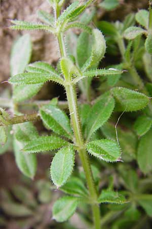 Galium spurium \ Kleinfrchtiges Kletten-Labkraut / False Cleavers, D Mannheim 28.9.2014