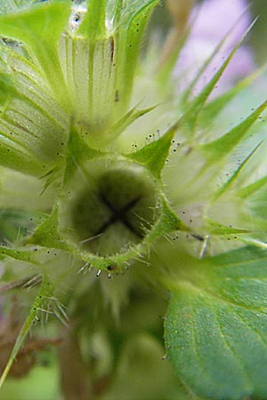 Galeopsis tetrahit / Common Hemp-Nettle, D Odenwald, Ober-Mossau 28.8.2009