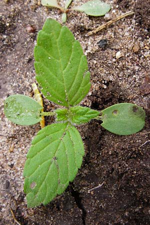 Galeopsis tetrahit \ Stechender Hohlzahn / Common Hemp-Nettle, D Lorsch 5.4.2014