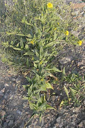 Guizotia abyssinica \ Ramtillkraut, Nigersaat, D Mannheim 11.9.2009