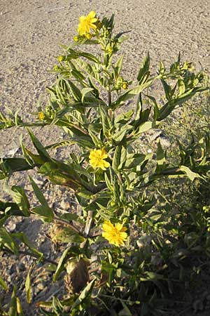 Guizotia abyssinica \ Ramtillkraut, Nigersaat / Niger, Gingelli, D Mannheim 11.9.2009