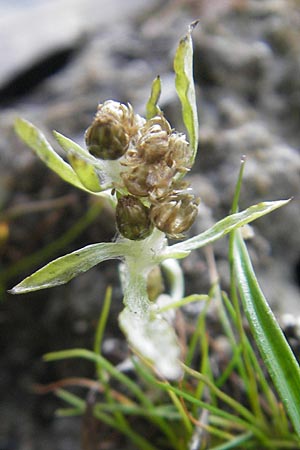 Gnaphalium uliginosum \ Sumpf-Ruhrkraut, D Hanhofen 20.10.2011