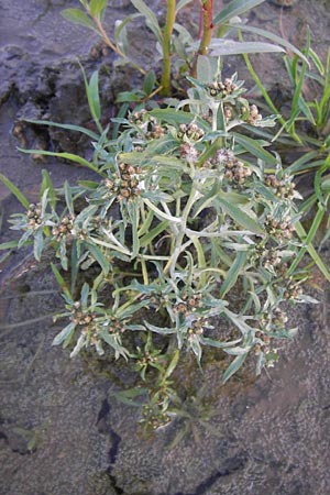 Gnaphalium uliginosum \ Sumpf-Ruhrkraut, D Eppertshausen 19.9.2012