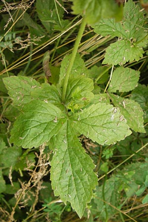 Geum urbanum \ Echte Nelkenwurz, D Bönnigheim 22.6.2013