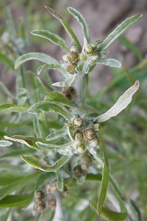 Gnaphalium uliginosum \ Sumpf-Ruhrkraut / Marsh Cudweed, D Kelsterbach 13.7.2013