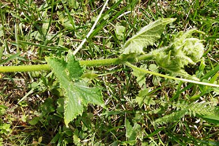 Cucumis sativus \ Gurke / Cucumber, D Mainz 26.7.2014