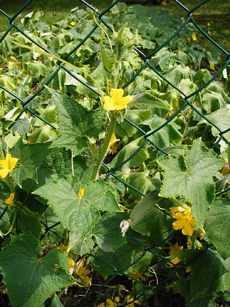 Cucumis sativus / Cucumber, D Mainz 26.7.2014