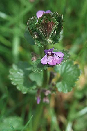 Glechoma hederacea \ Gundermann, Gundelrebe / Ground-Ivy, D Weinheim an der Bergstraße 15.4.2006