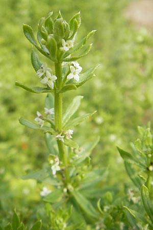 Galium verrucosum \ Anis-Labkraut, Warziges Labkraut / Southern Cleavers, Warty Bedstraw, D Botan. Gar.  Universit.  Mainz 11.7.2009