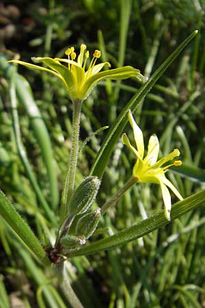 Gagea villosa \ Acker-Gelbstern / Hairy Star of Bethlehem, D Babenhausen 10.4.2010