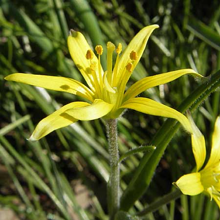 Gagea villosa \ Acker-Gelbstern / Hairy Star of Bethlehem, D Babenhausen 10.4.2010