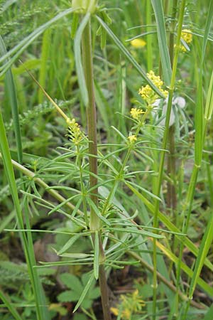 Galium wirtgenii \ Wirtgens Labkraut / Wirtgen's Bedstraw, D Lampertheim 22.5.2012