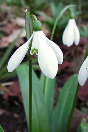 Galanthus woronowii \ Woronow-Schneeglckchen / Woronow's Snowdrop, Green Snowdrop, D Weinheim an der Bergstraße, Botan. Gar.  Hermannshof 20.2.2014