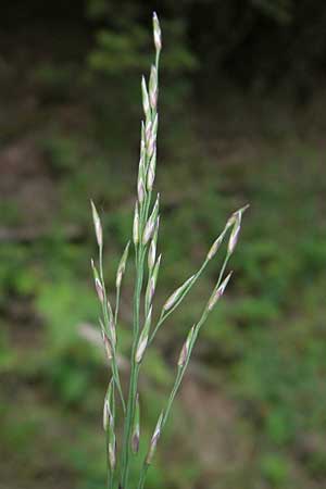 Molinia arundinacea \ Rohr-Pfeifengras, D Hanhofen 23.7.2011