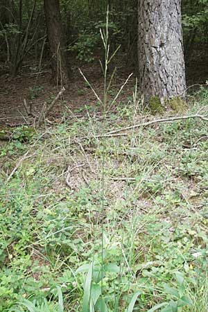 Molinia arundinacea \ Rohr-Pfeifengras / Tall Moor Grass, D Hanhofen 23.7.2011