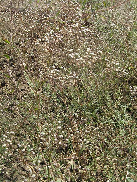 Gypsophila paniculata \ Schleierkraut / Chalk Plant, Baby's Breath, D Botan. Gar.  Universit.  Mainz 4.8.2007