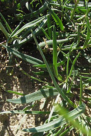 Gypsophila fastigiata \ Bschel-Gipskraut, D Botan. Gar.  Universit.  Mainz 4.8.2007