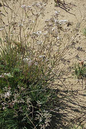 Gypsophila fastigiata \ Bschel-Gipskraut, D Botan. Gar.  Universit.  Mainz 4.8.2007