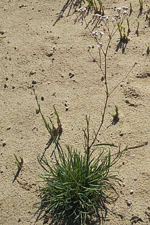 Gypsophila fastigiata \ Bschel-Gipskraut / Gypsophila, D Botan. Gar.  Universit.  Mainz 4.8.2007