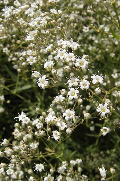 Gypsophila paniculata / Chalk Plant, Baby's Breath, D Botan. Gar.  Universit.  Mainz 11.7.2009