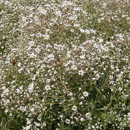 Gypsophila paniculata / Chalk Plant, Baby's Breath, D Botan. Gar.  Universit.  Mainz 11.7.2009