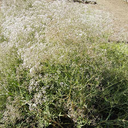 Gypsophila paniculata \ Schleierkraut / Chalk Plant, Baby's Breath, D Botan. Gar.  Universit.  Mainz 11.7.2009