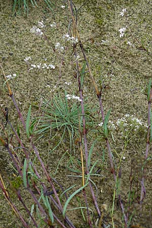 Gypsophila fastigiata \ Bschel-Gipskraut, D Botan. Gar.  Universit.  Mainz 13.9.2008