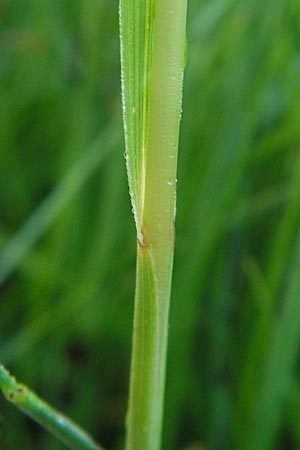 Cynosurus cristatus \ Wiesen-Kammgras, D Ettal 21.6.2011