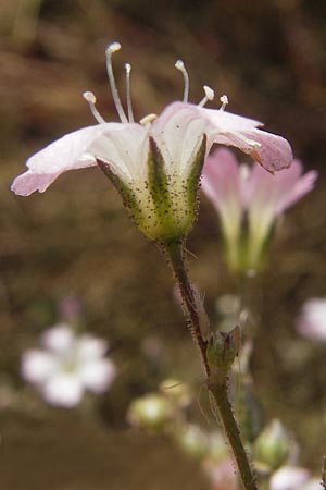 Gypsophila scorzonerifolia \ Schwarzwurzel-Gipskraut, D Ludwigshafen 8.10.2011