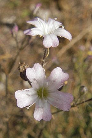 Gypsophila scorzonerifolia \ Schwarzwurzel-Gipskraut, D Ludwigshafen 8.10.2011