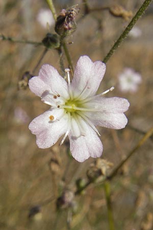 Gypsophila scorzonerifolia \ Schwarzwurzel-Gipskraut / Garden Baby's Breath, D Ludwigshafen 8.10.2011