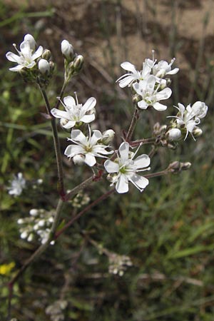 Gypsophila paniculata / Chalk Plant, Baby's Breath, D Mainz 30.6.2012