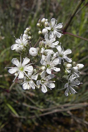 Gypsophila paniculata / Chalk Plant, Baby's Breath, D Mainz 30.6.2012