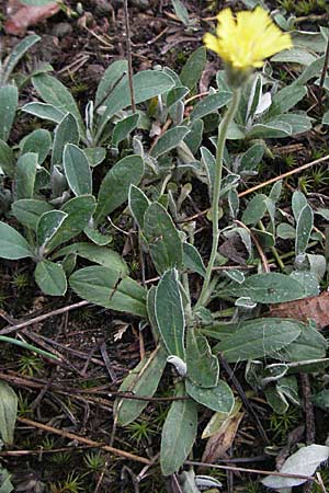 Hieracium pilosella \ Mausohr-Habichtskraut, Kleines Habichtskraut / Mouse-Ear Hawkweed, D Waghäusel 22.7.2006