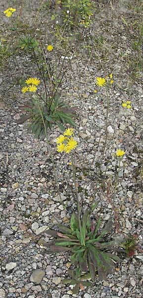 Hieracium piloselloides \ Florentiner Habichtskraut, D Weinheim an der Bergstraße 15.9.2006