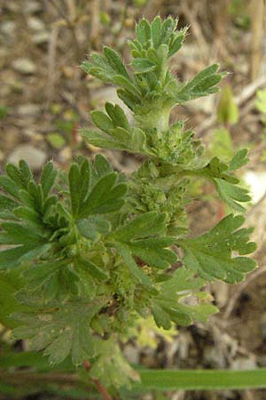 Aphanes arvensis \ Gewhnlicher Ackerfrauenmantel / Field Parsley Piert, D Hardheim 7.7.2007