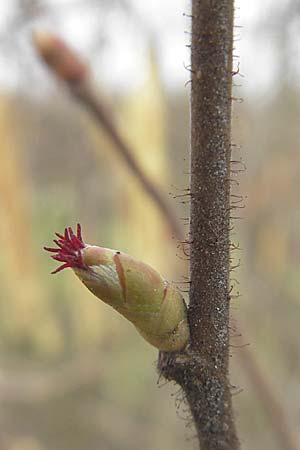 Corylus avellana \ Haselnuss, D Weinheim an der Bergstraße 14.3.2009