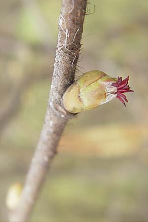 Corylus avellana \ Haselnuss, D Weinheim an der Bergstraße 14.3.2009