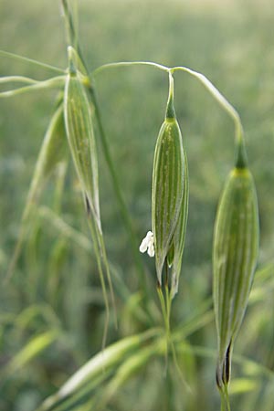 Avena fatua \ Wind-Hafer, Flug-Hafer / Common Wild Oat, D Groß-Gerau 20.6.2009