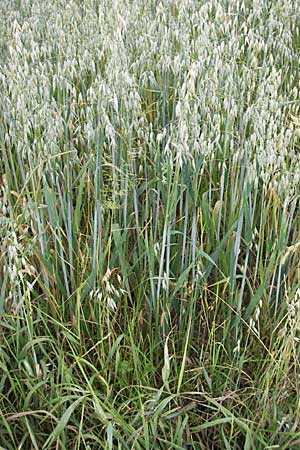 Avena sativa \ Saat-Hafer / Common Oat, D Pfungstadt 7.7.2009