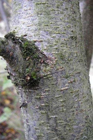 Corylus avellana \ Haselnuss / Hazel, D Feuchtwangen 9.10.2009