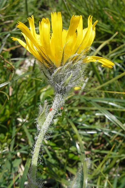 Hieracium pilosum / Moris' Hawkweed, D Immenstadt 21.6.2011